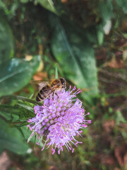 Bee on Devil's-bit Scabious - Succisa pratensis