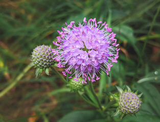 Bee on Devil's-bit Scabious - Succisa pratensis