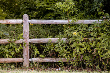 Wooden fence surrounded by yellow wildflowers