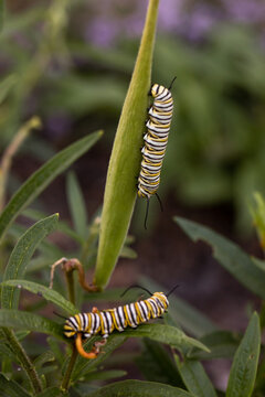 Two Monarch caterpillars crawling on milkweed plant 