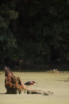 Green heron looking at water from tree stump