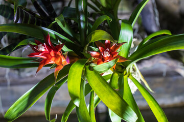 Orchids and tropical plants in the Botanical Garden
