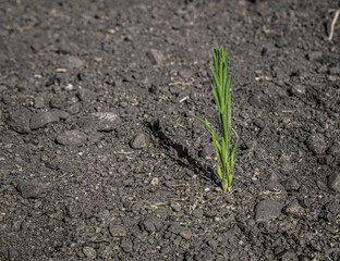 sprout growing from nothing