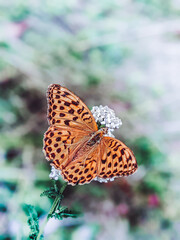 Beautiful orange butterfly perched on a flower.Euphydryas aurinia.