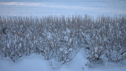 snow covered shrubs