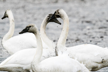 Cropped view of a pair of swans making a heart shape