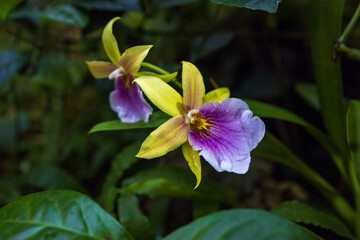 Orchids and tropical plants in the Botanical Garden