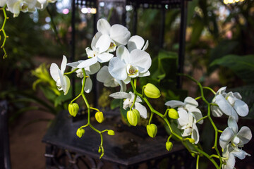 Orchids and tropical plants in the Botanical Garden