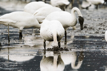 Closeup view of a flock of swans digging through the mud