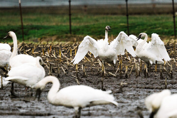 Wide angle view of two swans fighting with wings spread