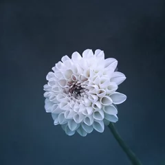 Poster beautiful white dahlia flower in the garden in springtime © Cavan