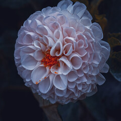 beautiful white dahlia flower in the garden in springtime