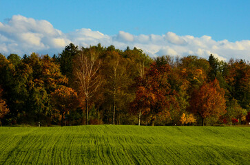 Beautiful autumn colors in Zurich