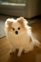 Cute Fluffy Dog Sitting on Living Room Floor
