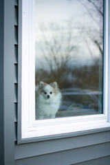 Dog Looking Out Window With Window Reflection of Trees