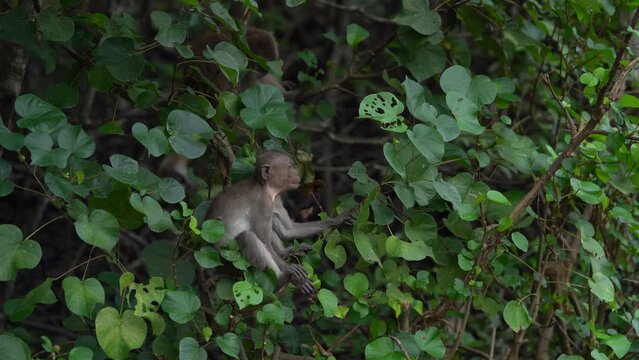 Young Crab-eating Macaque On Wood In Lowland Rainforest