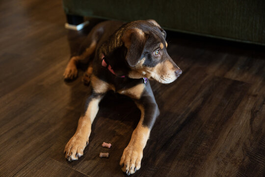 Brown and tan hound dog with treats on paws