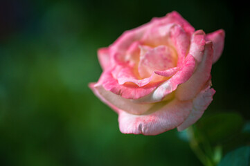 Fototapeta premium pink rose bud