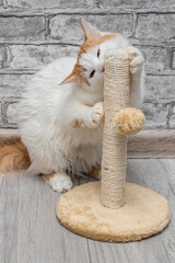 cat sharpens its claws on a scratching post.
