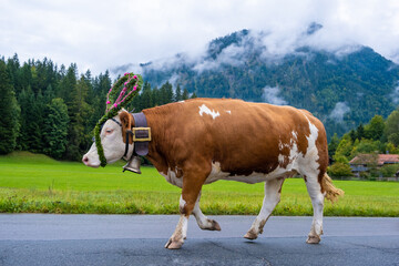 Traditional farmers cow festival in Bavaria. Cow decorated with flowers on a background of...