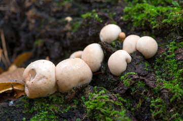 mushrooms in the forest