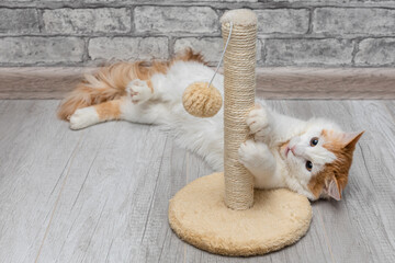 cat sharpens its claws on a scratching post.