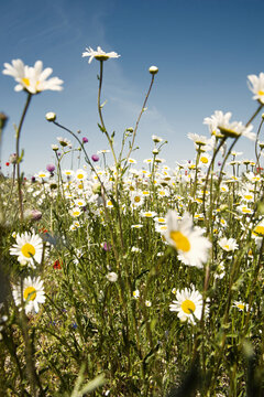 The field of daisies 