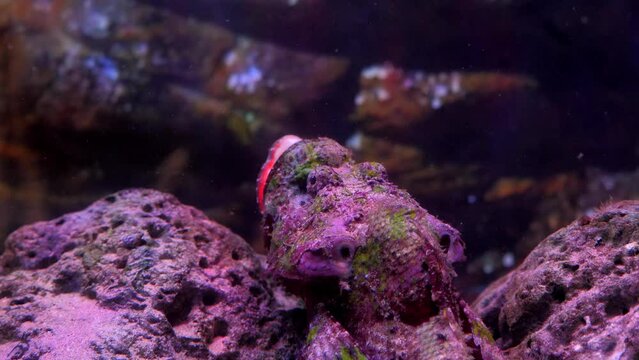 exotic fish in the sea 4k footage