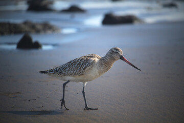 Wading bird bar-tailed godwit (Limosa lapponica) at the beach (El Medano, Tenerife, Spain)
