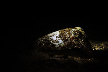 Cuttlefish in spotlight on night dive