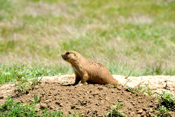 meerkat or suricate watching the neighborhood