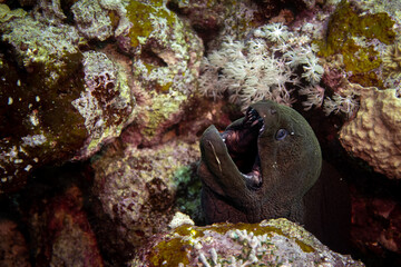 Moray eel with open mouth showing fangs close up