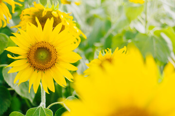 Sunflower in the abundance field with blur background