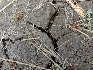 the ground cracks in the dry season
