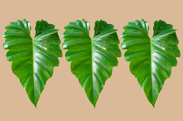 Closeup, Set philodendron ornatum green leaf isolated on brown background for design or stock photos, summer plant, single flora © Apichai