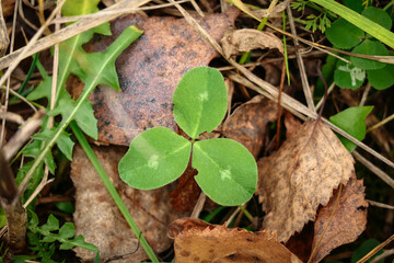 Three leaf clover small plant with white dots sticking out the old dry autumn leaves on grass background