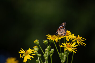 Monarch butterfly on a silphium or compass plant yellow flower