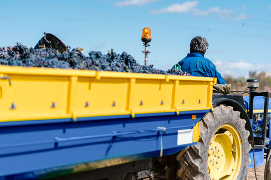 Farmer driving tractor during harvesting season
