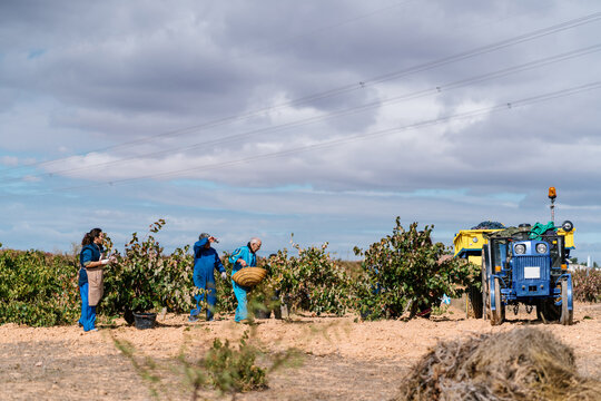 Multi generational family working together in vineyard