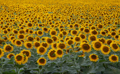 Background sunflower field to the horizon. Blooming fields of agriculture.