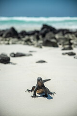 Iguana on beach frontal view