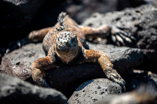 Iguana close up on srock