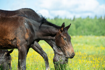Fototapeta premium black colt grazing at pasture with herd. summer sunny day. herd life