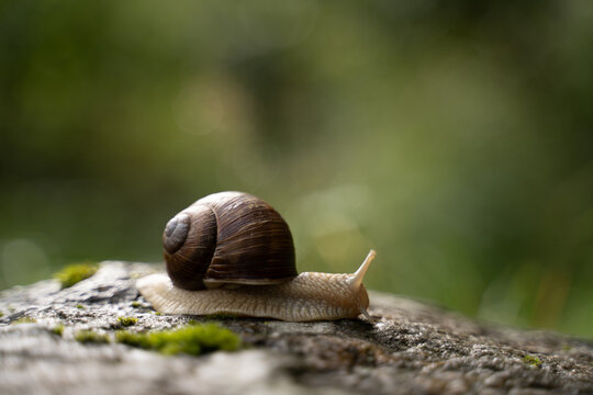 Snail in the forest