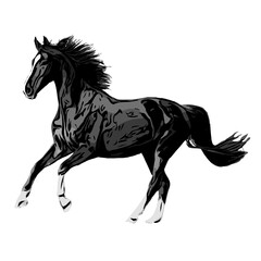 black and white sketch of a horse with a transparent background
