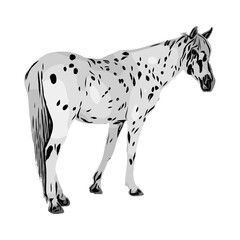 black and white sketch of a horse with a transparent background