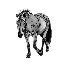 black and white sketch of a horse with a transparent background