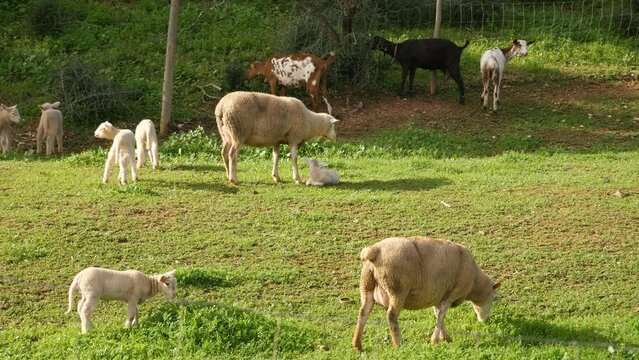 Goats and sheeps traditional bio farm