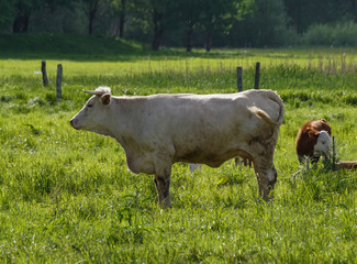 Fototapeta premium cows in the field