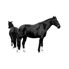 black and white sketch of a horse with a transparent background